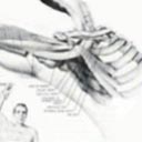 Pessoa com o braço aberto, mostrando as estruturas (artéria, veia e nervo) passando pelo estreito torácico superior, desde o pescoço até o braço.